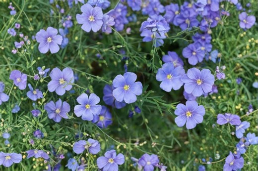 Perennial Blue Flax Seeds – Hardy Blue Wildflower, Pollinator Plant - Etsy