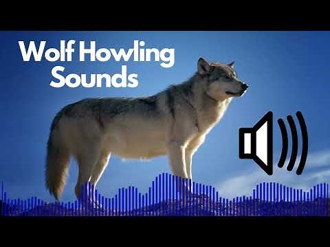 Wolf Sound Effects (Howl) | No Copyright | Free