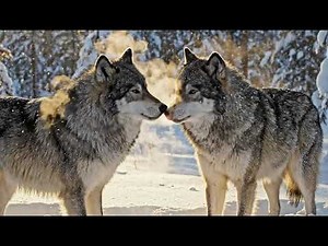 🐺 Wolves vs Grizzlies The Wild Heart of Yellowstone