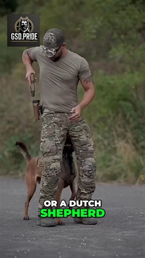 German Shepherd, Malinois & Dutch Shepherd: Unmatched Protection #GermanShepherd #Malinois #DutchShepherd #ProtectionDogs #K9Elite | Volodymyr Pylypyak