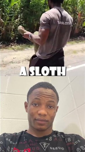 Don’t let a sloth how u 😎😁😁 #animalfacts #wildlife #facts #sloth #giantsloth