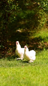 20K views · 57 reactions | Chicken party up in here 拾 | Pocket Macro | Facebook