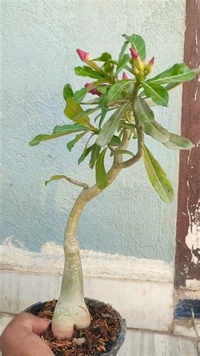 adenium hybrid obesam #flowers #adenium #ihavethisthingwithplants #gardening