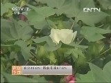 [农广天地]黄河流域棉区棉花种植品种介绍(20130626)