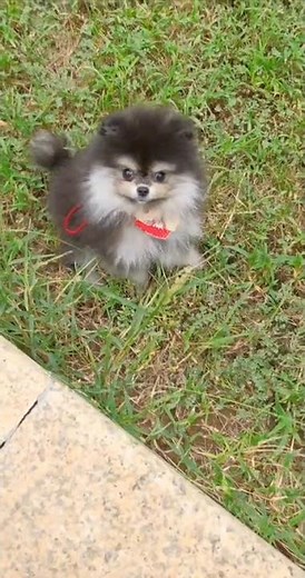 free free free Pomeranian puppies subscribe and comment for adoption