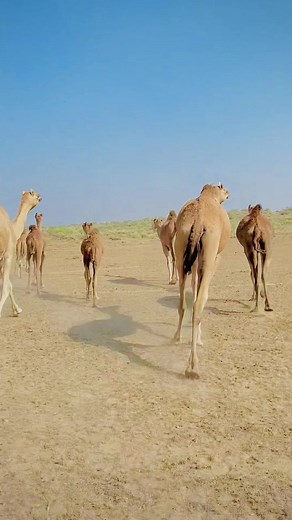 #M Arif Cholistani #Desertlife#mornning Routine#DailyRoutine | Arif cholistani