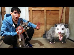 Our Dog Got ATTACKED By A POSSUM!