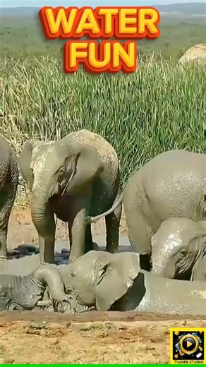 WILD Young Elephants Run Free in Kruger Water!