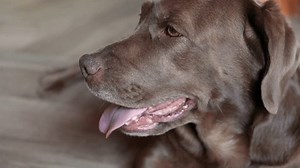 Breathing through the mouth of a brown dog using the tongue and teeth. Slow motion.