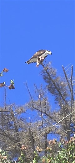 Malibu's Osprey Hawk #ospreyhawk #ospreybird #wildlifebirds #oceanbirds #malibucoast #beaches