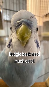 Budgie beak health is very important! Read my Budgie Tips Guide Ebook for full budgie care😍❤️ If you need any help about budgies just dm me 👍 Follow @budgie_tips for more . . . #budgiesofinstagram #budgie #budgielove #budgiegram #budgiebaby #budgies #budgerigar #parrot #budgerigars #cutebudgies #budgiebaby #birdbaby #babyparrot #cuteparrot #cuteparrots #babybudgie #parrotsofinstagram #parakeet #cutebudgie #budgielovers #budgiebird #parakeets #parrots #cuteparakeets #cutebudgerigar #cutebudgeri