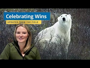 A Celebration of Polar Bears — Updates from the Field | Tundra Connections 2025