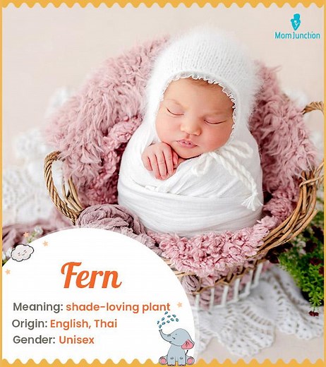 Fern Name Meaning, Origin, History, And Popularity