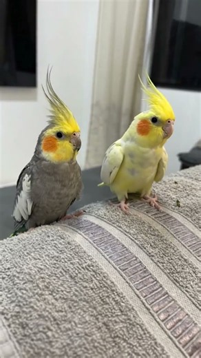 Cockatiel Dancing And Singing 🥳🥳#cocatail #birds #talkingbird #mrbeast