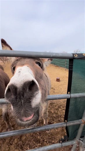 Donkey smiles for your Sunday ☺️ #pvdr #peacefulvalleydonkeyrescue #smiles #sundayfunday #pvdrfamily #pvdrcentral #donkeyrescue #donkey | Peaceful Valley Donkey Rescue