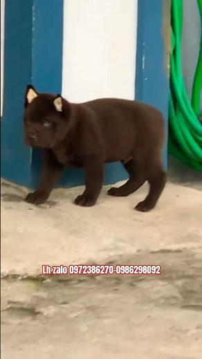 Cute dog | Hmong short-tailed red-brown dog | Legendary hunter and guard dog. #hmongdog #bebenui