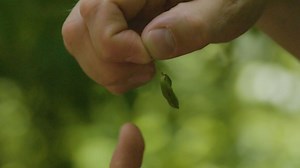 SLO-MO EXPLOSION: This cool native plant pollinates in a pretty sensational way! Jewelweed's pods actually explode when they are touched, spreading its seeds all over the forests in which they grow. | Great Parks