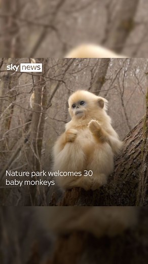 Zhouzhi Nature Reserve welcomes 30 newborn golden snub-nosed monkeys. The little monkeys, accompanied by their parents, are learning their first survival lessons. #China #monkeys #nature | Sky News