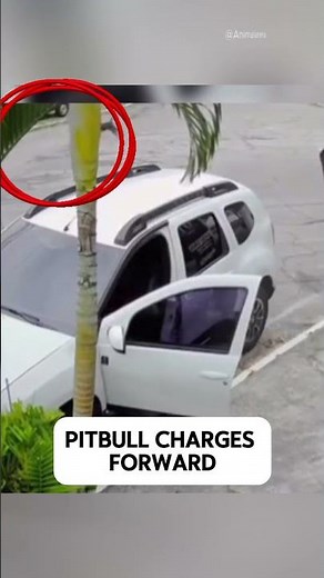 Man Saves His Dog from a Charging Pitbull at the Last Second!