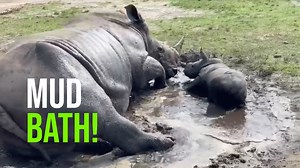 Baby rhino Aziza, born 9/22/21 (World Rhino Day!) at West Palm Beach, FL's Lion Country Safari, learns about mud baths from her mom. Watch her work on perfecting her technique and wait for the flop! | ZooBorns