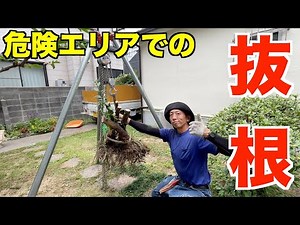 【抜根 庭師】チェーンブロックを使った抜根作業の実務指導と解説