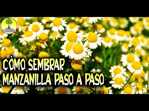 HOW TO PLANT CHAMOMILE STEP BY STEP