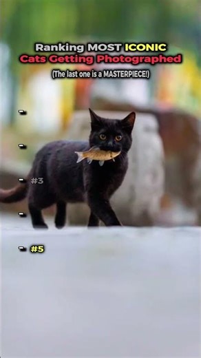 Ranking the BEST Cats Getting Photographed! 📸 (The last one is a MASTERPIECE❤️) #shorts