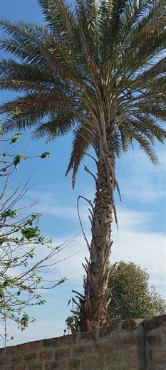 chirping parrots