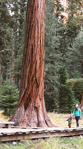 7.1M views · 1.7K reactions | Thanks to your support, we’ve helped protect over 400 parks with the National Parks Foundation. | Subaru of America, Inc. | Facebook