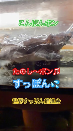 すっぽん食いついたら離さないごっこ💦💦#すっぽん #飼育 #供養 #料理 #世界すっぽん推進会 #すっぽんのなにがし #shorts