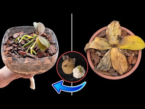 Surprised with how to revive rotten orchids that few people know | Use only garlic and potatoes