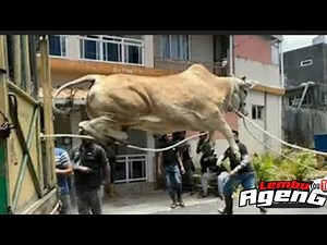 SAPI NGAMUK PARAH, TERBANG DARI MOBIL KAKINYA SAMPAI PATAH