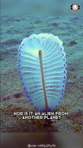 Sea Pen 🖋️ Aquatic Alien-Like Creatures!