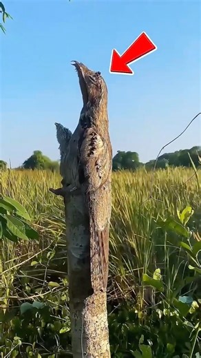 Why Does This Bird Turn Into a Tree? 🦉