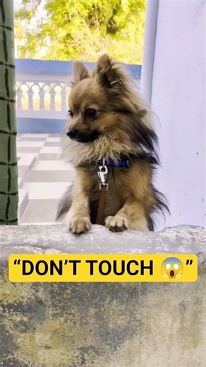 😡 Cute Pomeranian Turns Angry! Unexpected Attack 😱 #Shorts#pomeranian #dogshorts