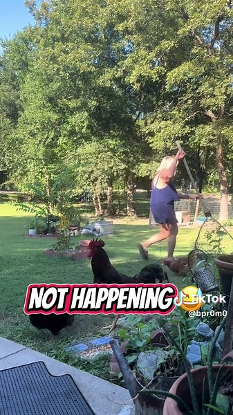 Catching Chickens: A Nighttime Challenge