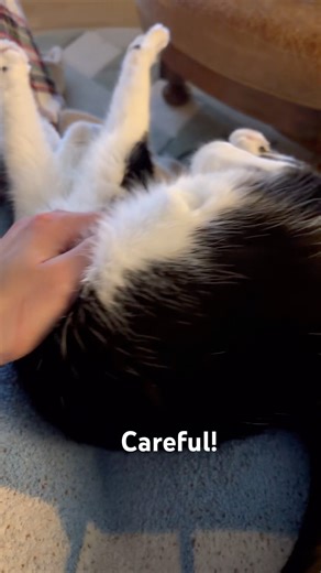 Huge Stretch nearly ends in disaster #kitty #cat
