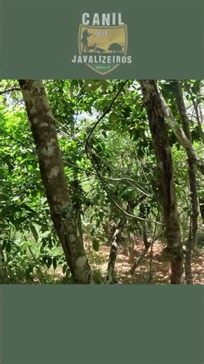 Young dog on the hot trail of the wild boar.