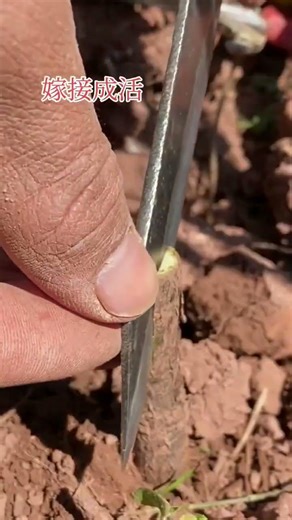 Best method and unique ideas for the grafting of fruit trees #grafting #plants #garden #tree​