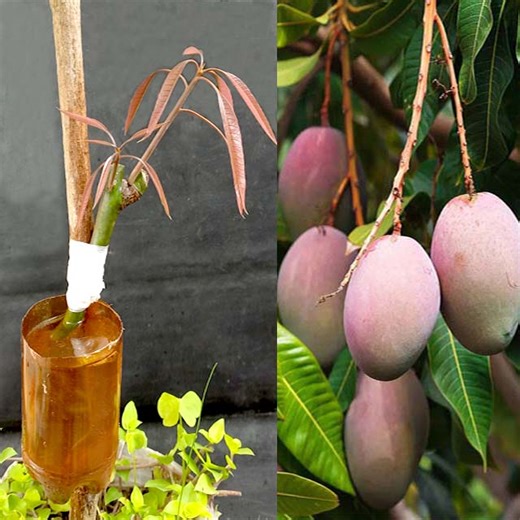 How to graft different type Mango tree branch on a Mango tree | Rana Craft