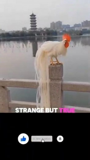 UNBELIEVABLE Hybrid! Albino Peacock × Chicken Creates Stunning Bird! #mystery #chicken #albino