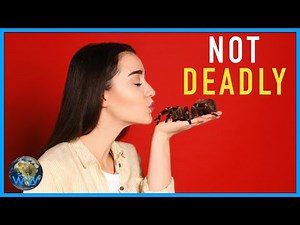 The TRUTH about VENOMOUS Spiders