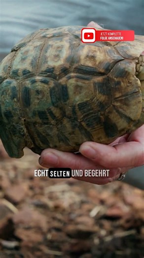 😲 Diese Schildkröte hat einen eingebauten Schutzschild!