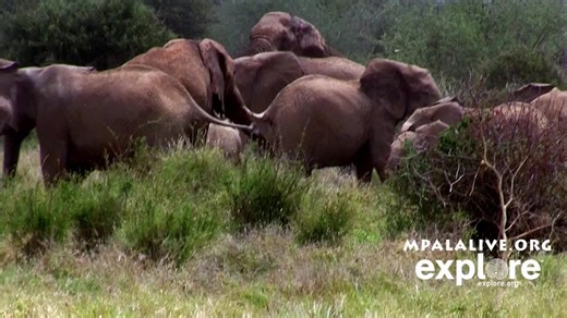 Mpala Live! on Instagram: "Elephants mate when a male is in musth and a female is in estrous, which occurs every 4.5 years. Musth is a period of heightened aggression and sexual activity in males, usually experienced by the time they are 30 years old. Females greatly prefer older males, so younger male elephants have few opportunities to mate. During mating, a female elephant will emit a call that is joined by the rumbling and trumpeting of her family and other nearby individuals. This phenomeno