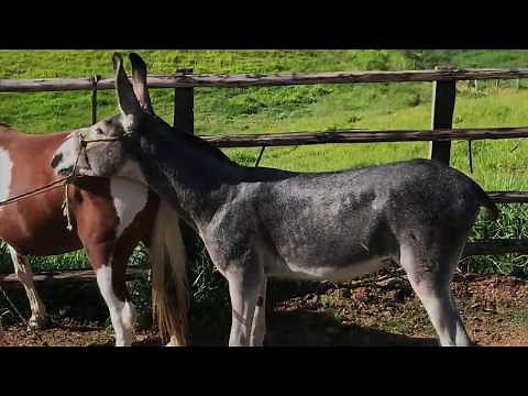 Jumento Reprodutor - Mulas