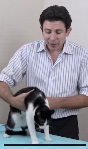 Effective Cat Restraint: Squish That Cat for Easy Handling