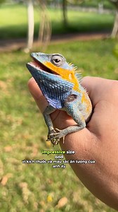 4.6K views · 77 reactions | The Vietnam creature quest begins  what species will be discover in this rich tropical landscape during or Southeast Asia wildlife adventure #nature #wildlife #critters #herping #vietnam #saigon #hochiminhcity #reptiles #animals #độngvật | Wild Attractions | Facebook