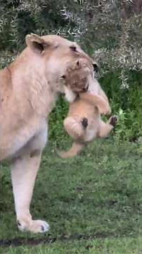 A day in the life with Mother Lioness and her newborn cubs | Travins World
