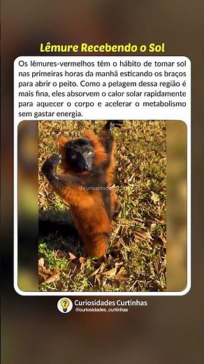Lémure recebe sol com braços abertos #curiosidades