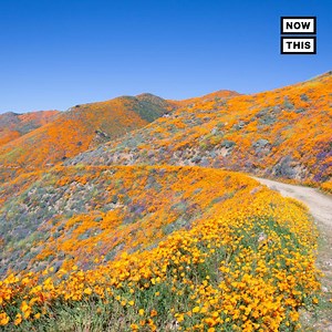 815K views · 18K reactions | A ‘super bloom’ of butterflies and flowers have been born in California, as the state is completely drought-free for the first time in 7 years | NowThis | Facebook
